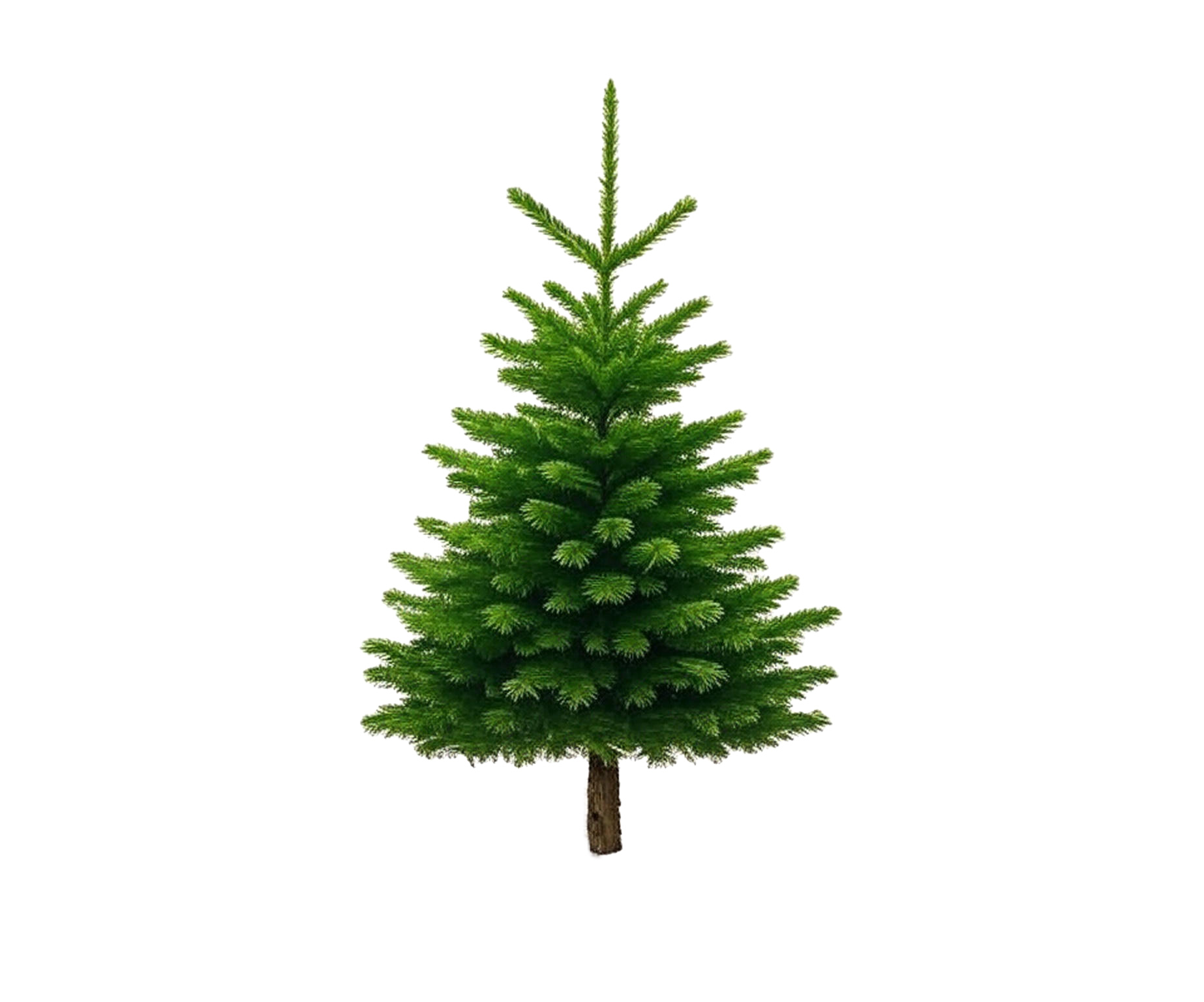 Jodła kaukaska cięta – premium 2,0-2,25m