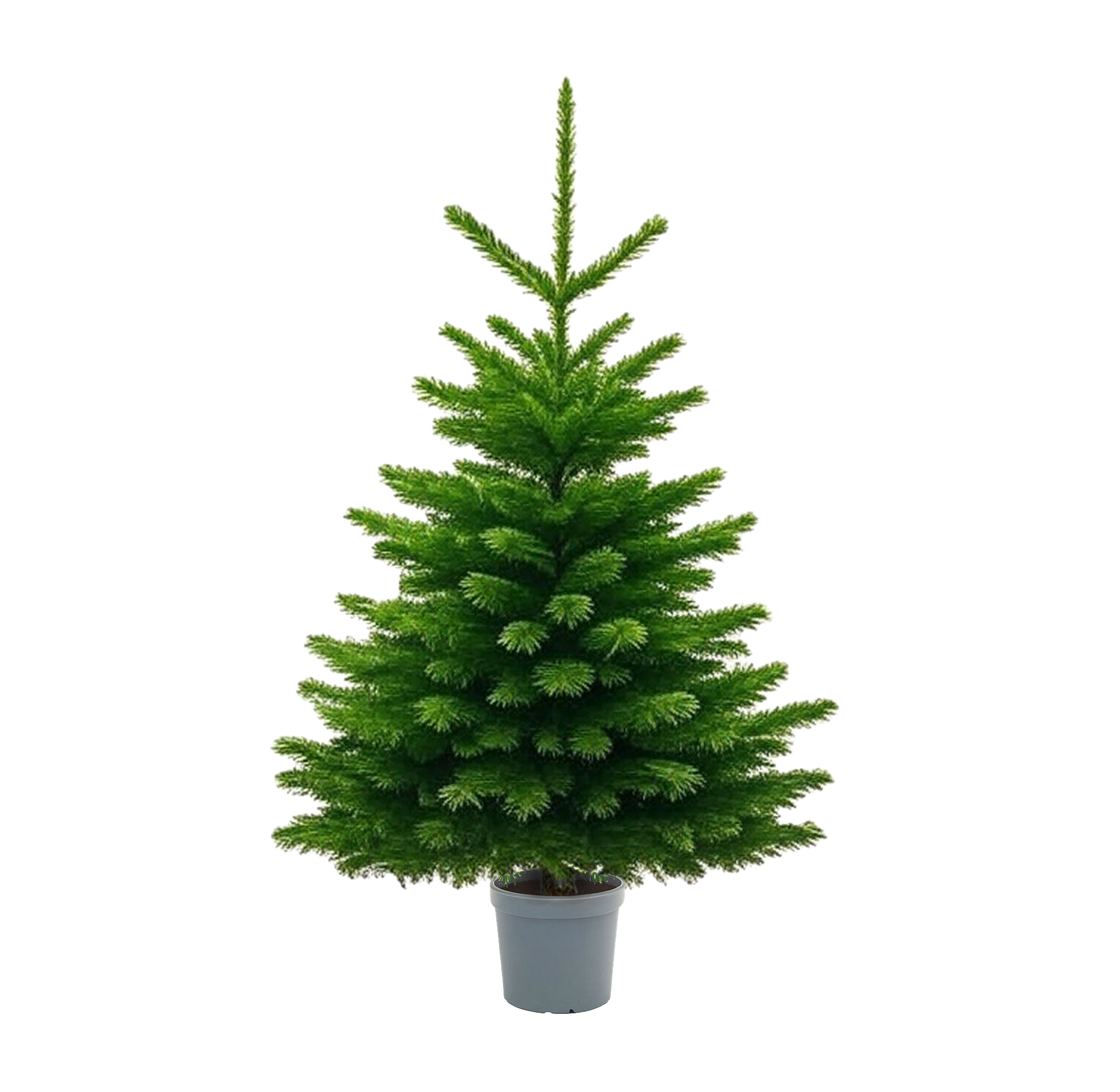 Jodła kaukaska w donicy 0,8-1,2m