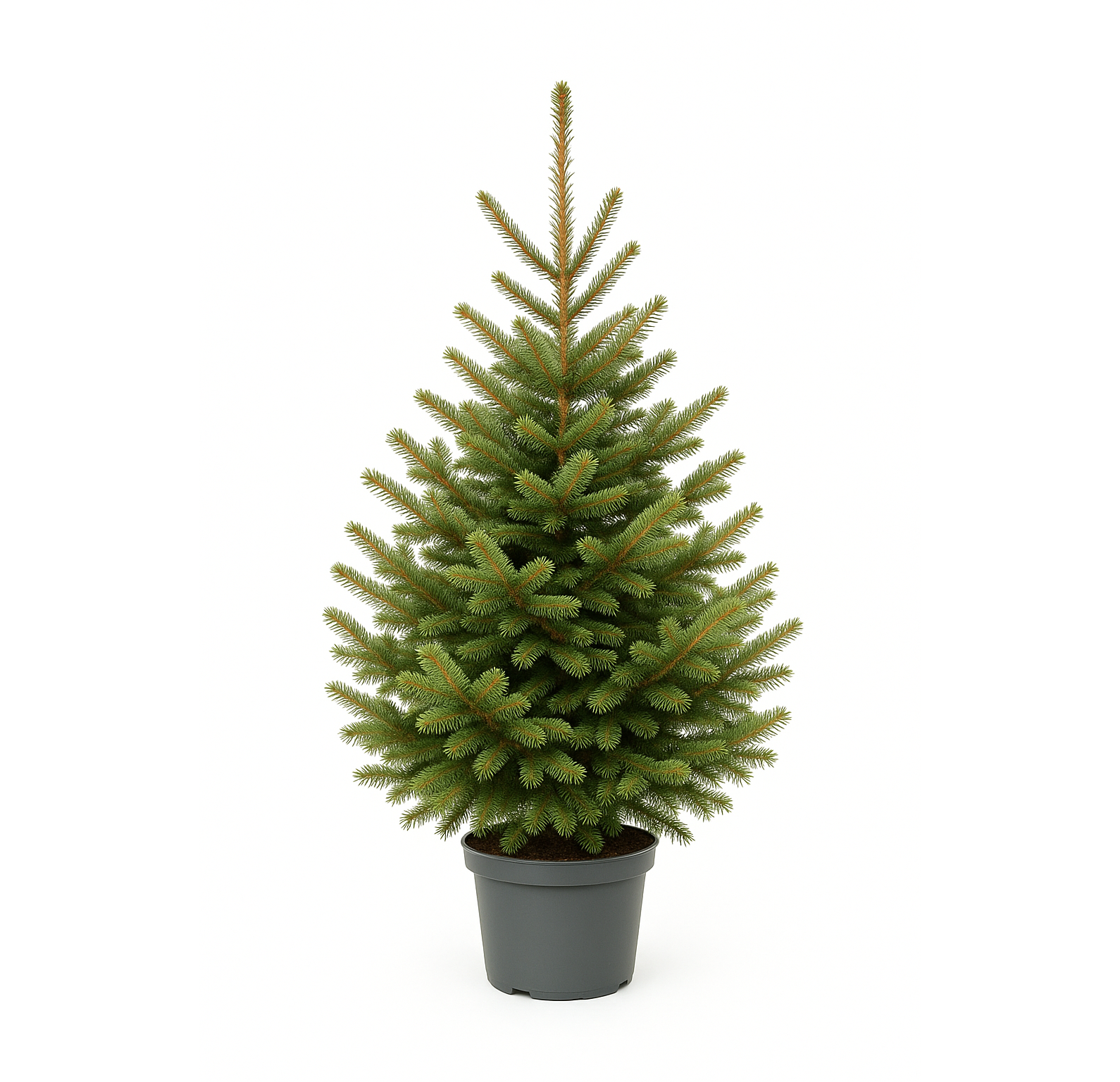 Świerk srebrny w donicy – 0,8-1,2m