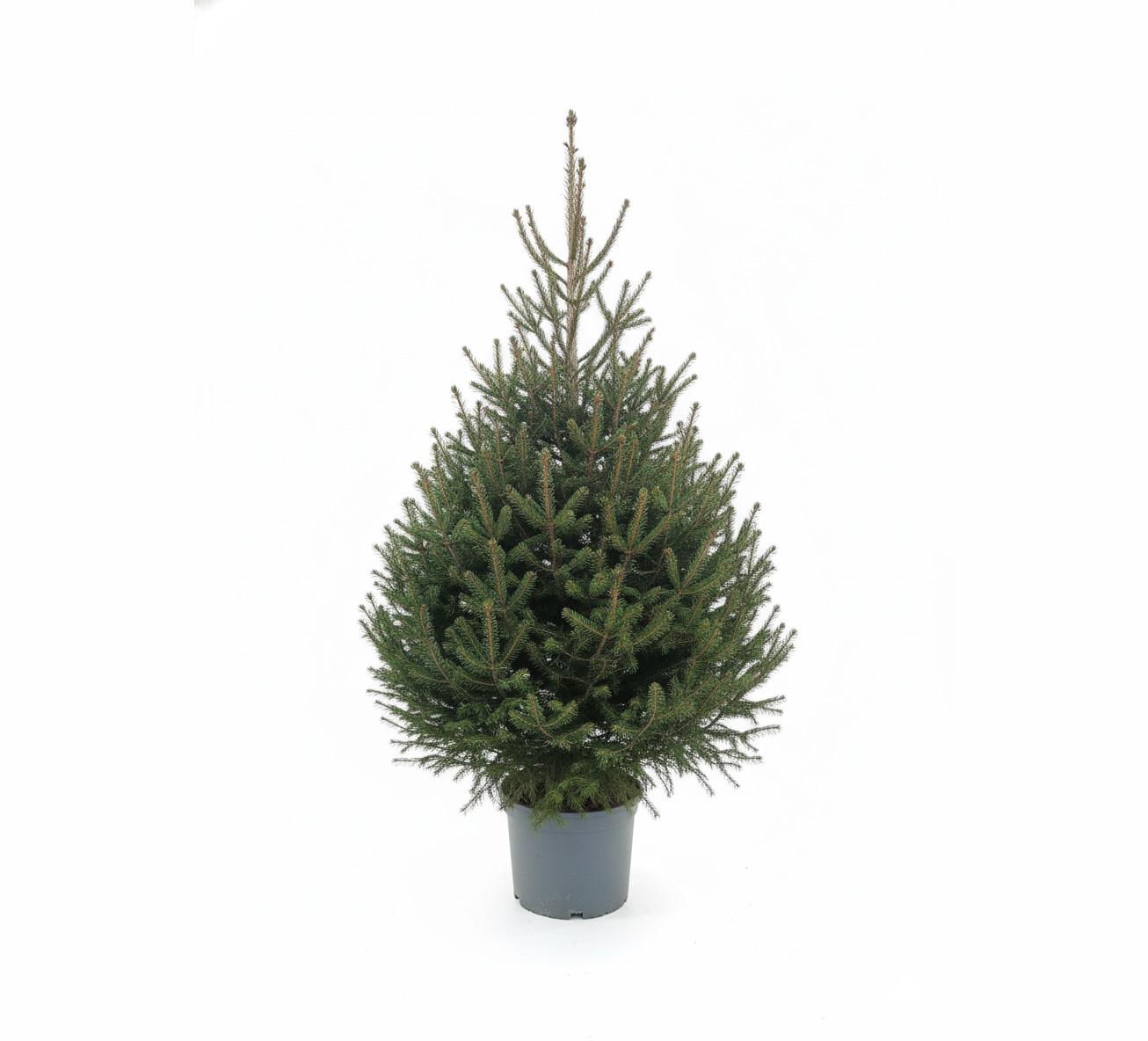 Świerk pospolity w donicy 1,2–1,5m.